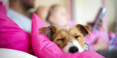 Cachorro En Casa Primeros Dias