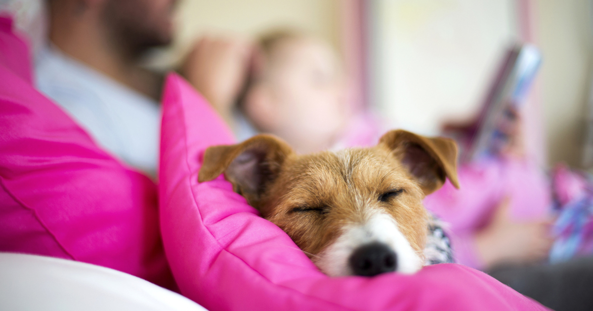 Primeros días de un cachorro en casa ¿qué hacer? Colhogar