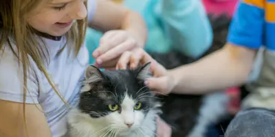 Alergia A Gato Sintomas