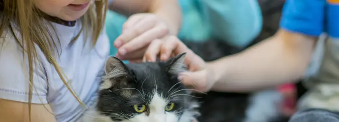 Alergia A Gato Sintomas