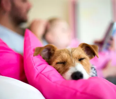 Consejos sencillos para cuidar mascotas en casa