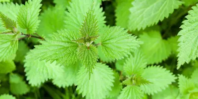 Un crecimiento de la ortiga común también conocido como urtica