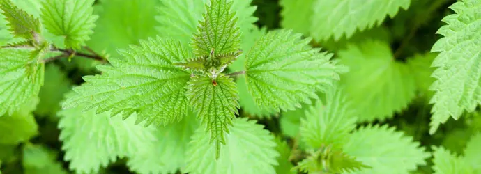 Un crecimiento de la ortiga común también conocido como urtica