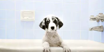 Perro en la bañera a la espera de la hora del baño