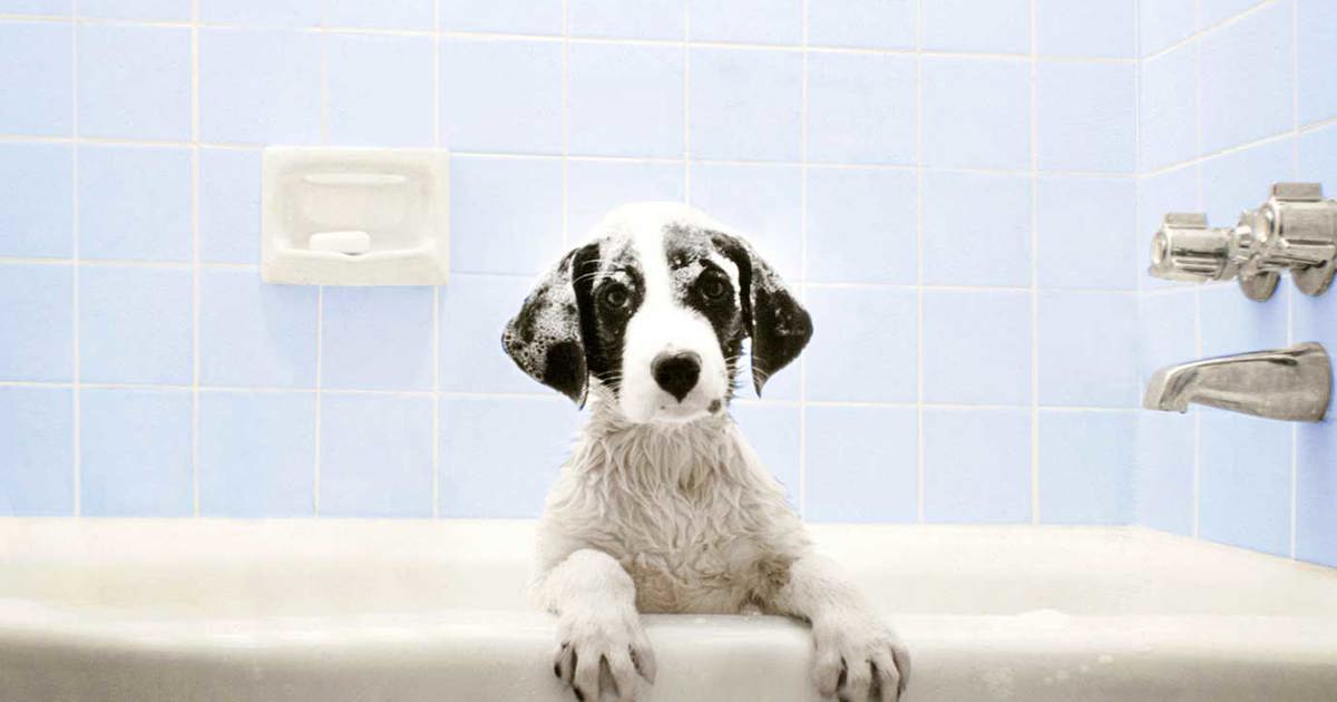 mal humor codo Decaer Guía Sobre Cómo Lavar A Tu Perro - Colhogar