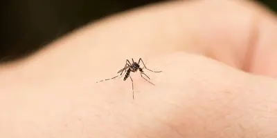 Mosquito a morder uma mão humana