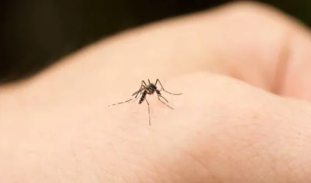Mosquito a morder uma mão humana