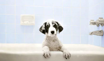 Cão na banheira à espera da hora do banho