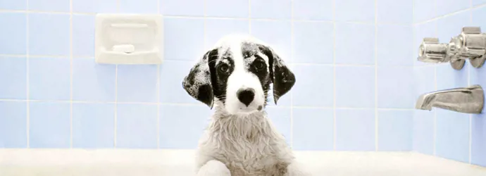 Cão na banheira à espera da hora do banho