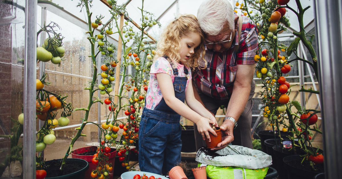 Tres maneras para aprender cómo madurar tomates verdes Colhogar